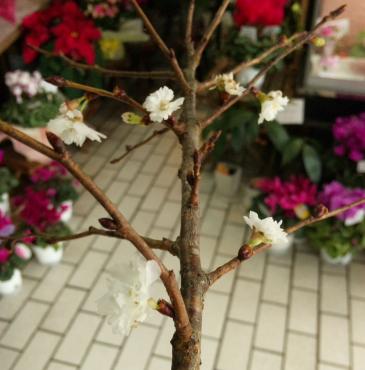 さくらの花入荷｜「ポピー」　（京都府八幡市の花キューピット加盟店 花屋）のブログ