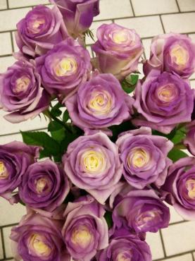 温度で色の変わるバラ入荷｜「ポピー」　（京都府八幡市の花キューピット加盟店 花屋）のブログ