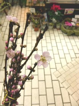 桃（サクラモモ）入荷｜「ポピー」　（京都府八幡市の花キューピット加盟店 花屋）のブログ