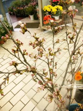 桜の花とイチゴ（京都）｜「ポピー」　（京都府八幡市の花キューピット加盟店 花屋）のブログ