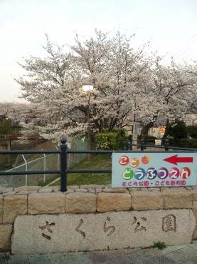 さくら公園に行ってきました(京都）｜「ポピー」　（京都府八幡市の花キューピット加盟店 花屋）のブログ