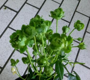 緑のバラ｜「ポピー」　（京都府八幡市の花キューピット加盟店 花屋）のブログ