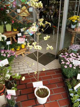 ハナミズキが開花してきましたね｜「ポピー」　（京都府八幡市の花キューピット加盟店 花屋）のブログ