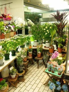 鉢物入荷で店内が少し潤いました。｜「ポピー」　（京都府八幡市の花キューピット加盟店 花屋）のブログ