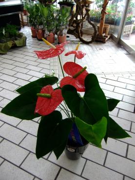 アンスリウムの鉢｜「ポピー」　（京都府八幡市の花キューピット加盟店 花屋）のブログ