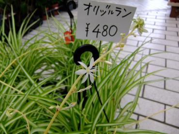 オリヅルランの花が咲きました｜「ポピー」　（京都府八幡市の花キューピット加盟店 花屋）のブログ