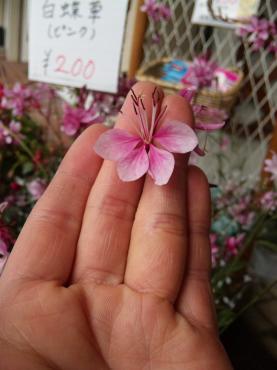 白蝶草（ピンク）蝶々に見えますか？｜「ポピー」　（京都府八幡市の花キューピット加盟店 花屋）のブログ