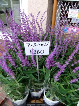 シラサギ草とギョリュウとアメジストセージ 花屋ブログ 京都府八幡市の花屋 ポピーにフラワーギフトはお任せください 当店は 安心と信頼の花キューピット加盟店です 花キューピットタウン