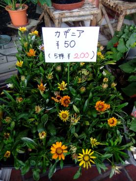 苗物が安い 花屋ブログ 京都府八幡市の花屋 ポピーにフラワーギフトはお任せください 当店は 安心と信頼の花キューピット加盟店です 花 キューピットタウン