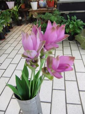 クルクマの花｜「ポピー」　（京都府八幡市の花キューピット加盟店 花屋）のブログ
