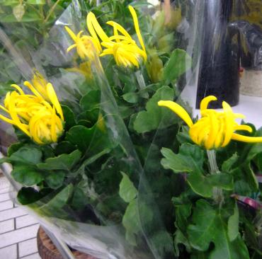 秋っぽい切り花｜「ポピー」　（京都府八幡市の花キューピット加盟店 花屋）のブログ