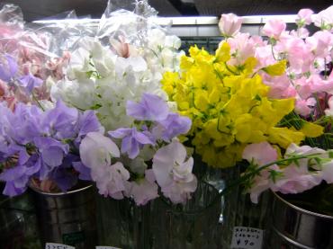 春の切り花 花屋ブログ 京都府八幡市の花屋 ポピーにフラワーギフトはお任せください 当店は 安心と信頼の花キューピット加盟店です 花キューピットタウン