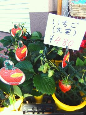 昨日の苗鉢物｜「ポピー」　（京都府八幡市の花キューピット加盟店 花屋）のブログ