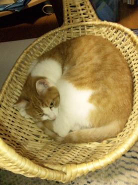 うちの猫｜「ポピー」　（京都府八幡市の花キューピット加盟店 花屋）のブログ