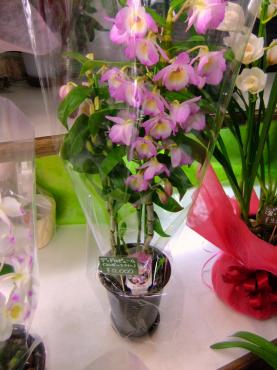 今週入荷の蘭｜「ポピー」　（京都府八幡市の花キューピット加盟店 花屋）のブログ
