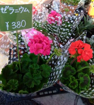 今日のオススメ｜「ポピー」　（京都府八幡市の花キューピット加盟店 花屋）のブログ