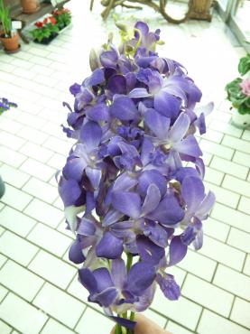青紫のデンファレ｜「ポピー」　（京都府八幡市の花キューピット加盟店 花屋）のブログ
