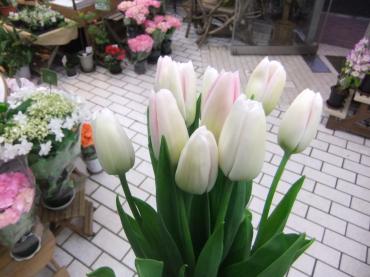 年度末です。｜「ポピー」　（京都府八幡市の花キューピット加盟店 花屋）のブログ
