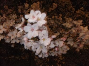 夜桜｜「ポピー」　（京都府八幡市の花キューピット加盟店 花屋）のブログ