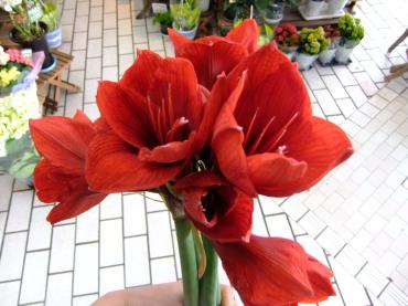 たまには切り花の紹介｜「ポピー」　（京都府八幡市の花キューピット加盟店 花屋）のブログ