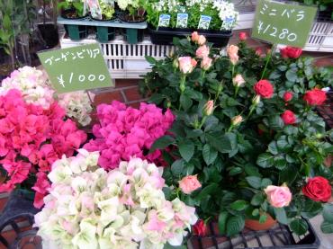 母の日のおすすめ鉢物｜「ポピー」　（京都府八幡市の花キューピット加盟店 花屋）のブログ