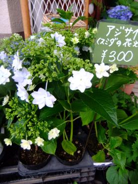 またアジサイ｜「ポピー」　（京都府八幡市の花キューピット加盟店 花屋）のブログ