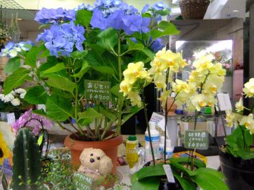 明日は父の日｜「ポピー」　（京都府八幡市の花キューピット加盟店 花屋）のブログ