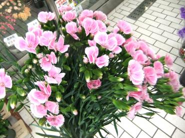 なでしこ　かっちゃった｜「ポピー」　（京都府八幡市の花キューピット加盟店 花屋）のブログ