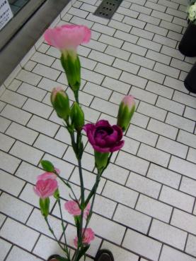 変わったカーネーション｜「ポピー」　（京都府八幡市の花キューピット加盟店 花屋）のブログ
