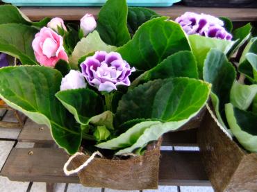 室内向きのちょっとした鉢物｜「ポピー」　（京都府八幡市の花キューピット加盟店 花屋）のブログ