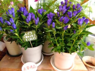 敬老の日にリンドウの鉢｜「ポピー」　（京都府八幡市の花キューピット加盟店 花屋）のブログ
