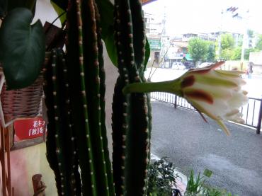 びっくり｜「ポピー」　（京都府八幡市の花キューピット加盟店 花屋）のブログ