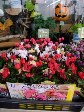 シクラメン｜「ポピー」　（京都府八幡市の花キューピット加盟店 花屋）のブログ