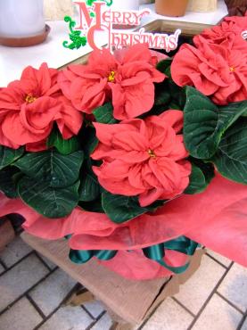 やっちまった｜「ポピー」　（京都府八幡市の花キューピット加盟店 花屋）のブログ