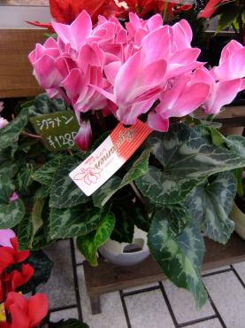 でかくても安い｜「ポピー」　（京都府八幡市の花キューピット加盟店 花屋）のブログ