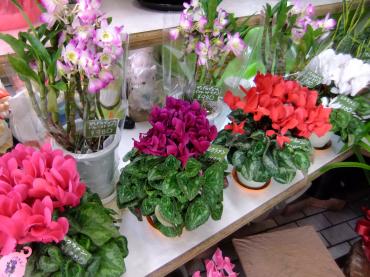 鉢物もそこそこ入荷｜「ポピー」　（京都府八幡市の花キューピット加盟店 花屋）のブログ