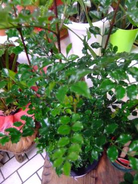 寒さに強い観葉植物っていったら｜「ポピー」　（京都府八幡市の花キューピット加盟店 花屋）のブログ