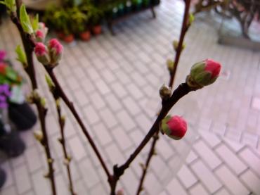 花桃と雪化粧｜「ポピー」　（京都府八幡市の花キューピット加盟店 花屋）のブログ