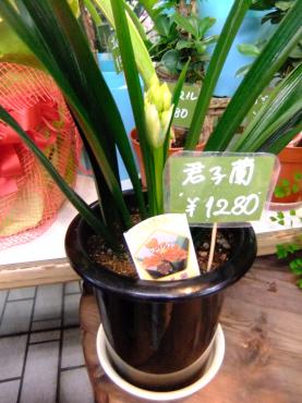君子蘭｜「ポピー」　（京都府八幡市の花キューピット加盟店 花屋）のブログ