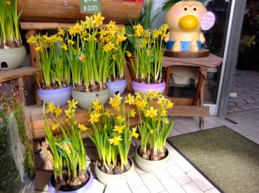 今日の激安｜「ポピー」　（京都府八幡市の花キューピット加盟店 花屋）のブログ