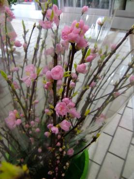 ひなまつりは花桃｜「ポピー」　（京都府八幡市の花キューピット加盟店 花屋）のブログ