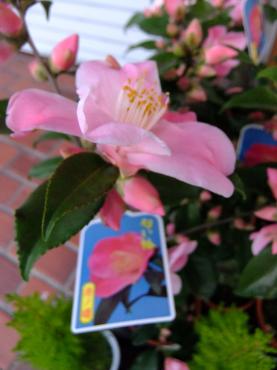 においつばき｜「ポピー」　（京都府八幡市の花キューピット加盟店 花屋）のブログ