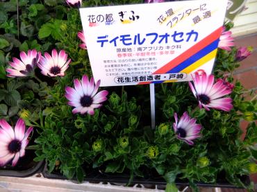 雨ですが苗物｜「ポピー」　（京都府八幡市の花キューピット加盟店 花屋）のブログ