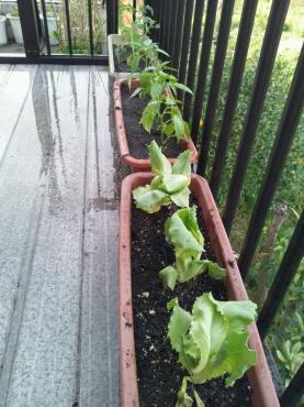 野菜苗植えました。｜「ポピー」　（京都府八幡市の花キューピット加盟店 花屋）のブログ
