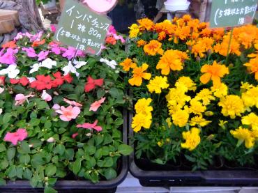 苗物シーズン到来｜「ポピー」　（京都府八幡市の花キューピット加盟店 花屋）のブログ