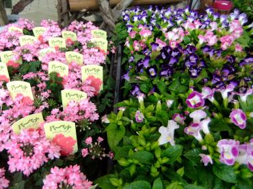 梅雨前に苗物植えましょう｜「ポピー」　（京都府八幡市の花キューピット加盟店 花屋）のブログ