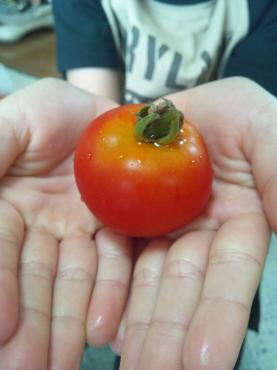 中玉トマト収穫｜「ポピー」　（京都府八幡市の花キューピット加盟店 花屋）のブログ