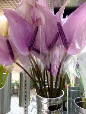 紫色のアンスリューム（切花）｜「ポピー」　（京都府八幡市の花キューピット加盟店 花屋）のブログ