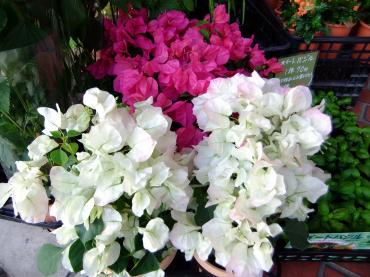 夏の花｜「ポピー」　（京都府八幡市の花キューピット加盟店 花屋）のブログ