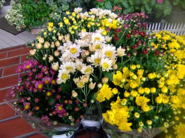 秋の鉢物が入荷｜「ポピー」　（京都府八幡市の花キューピット加盟店 花屋）のブログ